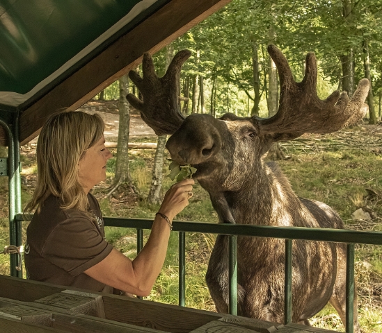 Söderåsens Älgpark